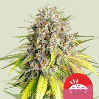Punch Pie (Royal Queen Seeds) Feminized