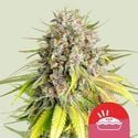 Punch Pie (Royal Queen Seeds) Feminized