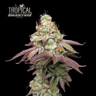 Tropical Zmoothie (Seedstockers) Feminized