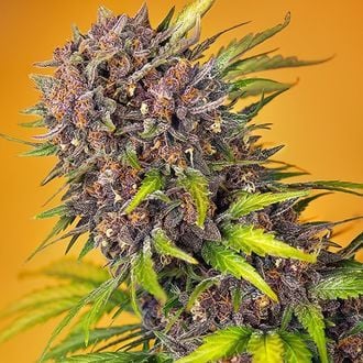 Diablo Rojo XL Auto (Sweet Seeds) Feminized