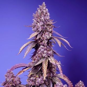 Black Muffin F1 Fast Version (Sweet Seeds) Feminized