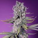 Papaya Zoap F1 Fast Version (Sweet Seeds) Feminized