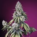 Jealousy Z XL Auto (Sweet Seeds) Feminized