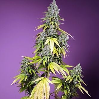 Jet Fuel Mandarine XL Auto (Sweet Seeds) Feminized