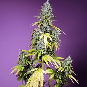 Jet Fuel Mandarine XL Auto (Sweet Seeds) Feminized