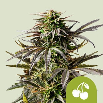 Cherry Pie Automatic (Royal Queen Seeds) Feminized