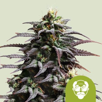 Granddaddy Purple Automatic (Royal Queen Seeds) Feminized