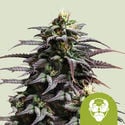 Granddaddy Purple Automatic (Royal Queen Seeds) Feminized