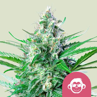 Grape Ape (Royal Queen Seeds) Feminized