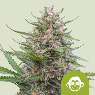 Grape Ape Automatic (Royal Queen Seeds) Feminized