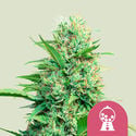 Pink Runtz (Royal Queen Seeds) Feminized