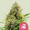 Trainwreck (Royal Queen Seeds) Feminized