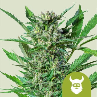 Royal Dwarf Automatic (Royal Queen Seeds) feminized