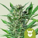 Royal Dwarf Automatic (Royal Queen Seeds) feminized