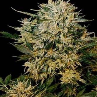 Sugar Gom (Grass-O-Matic) feminized