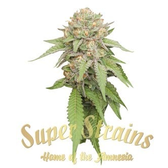 Enemy Of The State (Super Strains) feminized