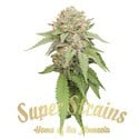 Enemy Of The State (Super Strains) feminized