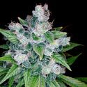 Kandy Kush (Reserva Privada) feminized