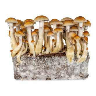 Thai Liquid Culture Spuit (Acid Shroomz)