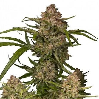 Guava Auto (FastBuds) Feminized