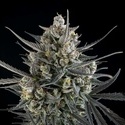 Pound Cake Auto (FastBuds) feminized