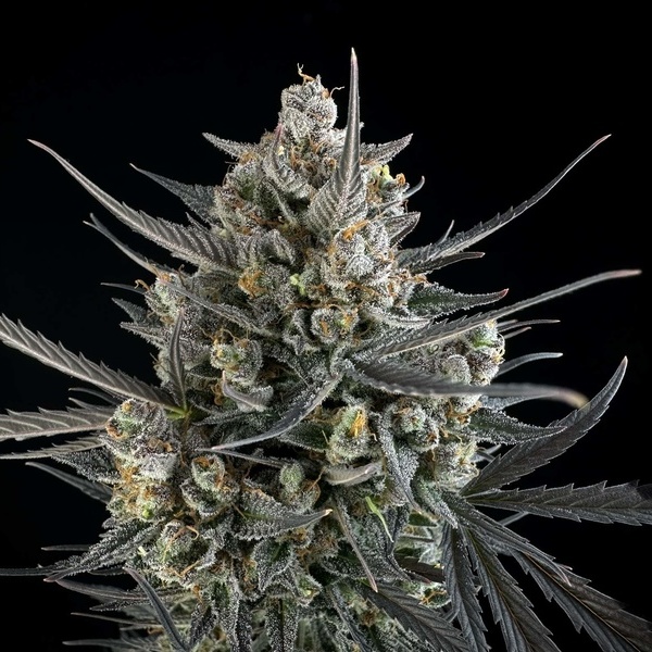 Pound Cake Auto (FastBuds) feminized