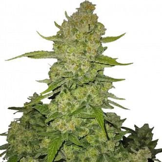 Papaya Cookies Auto (FastBuds) Feminized