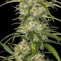 Sour Jealousy Auto (FastBuds) Feminized