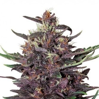 Purple Kush Auto (Buddha Seeds) feminized