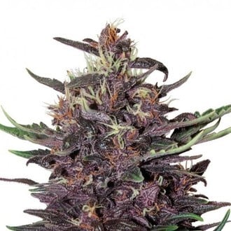 Purple Kush Auto (Buddha Seeds) feminized