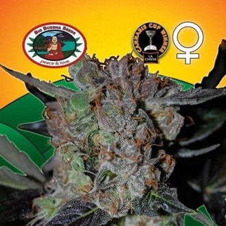 L.A. Cheese (Big Buddha Seeds) feminized