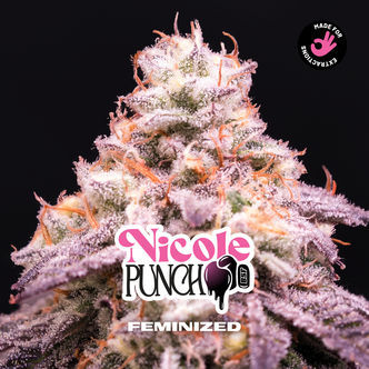 Nicole Punch (Zamnesia Seeds) Feminized