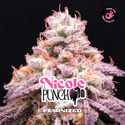 Nicole Punch (BSF Seeds) Feminized