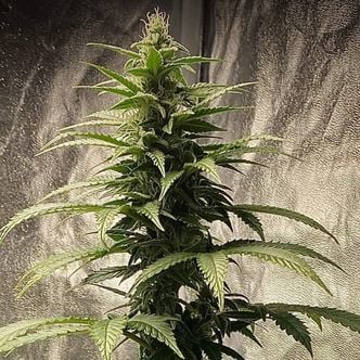 Strawberry Shortcake Auto (Pure Instinto) Feminized