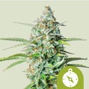 Northern Light Automatic (Royal Queen Seeds) feminized