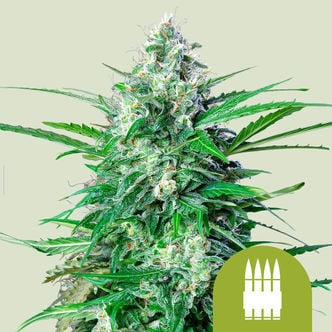 Royal AK Automatic (Royal Queen Seeds) feminized