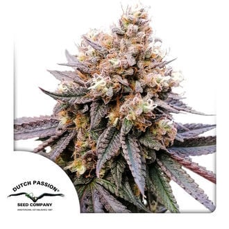 GMO Fast (Dutch Passion) Feminized
