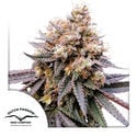 GMO Fast (Dutch Passion) Feminized