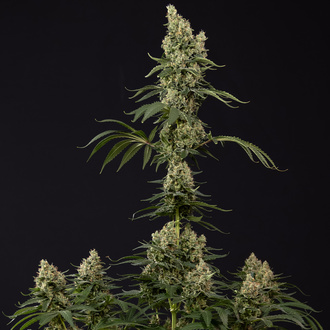 Permanent Marker (Zamnesia Seeds) Feminized