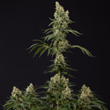 Permanent Marker (Zamnesia Seeds) Feminized