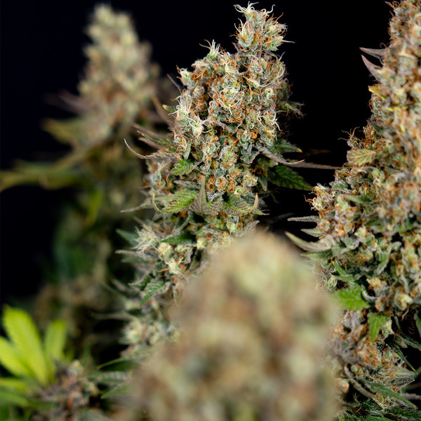 Permanent Marker (Zamnesia Seeds) Feminized