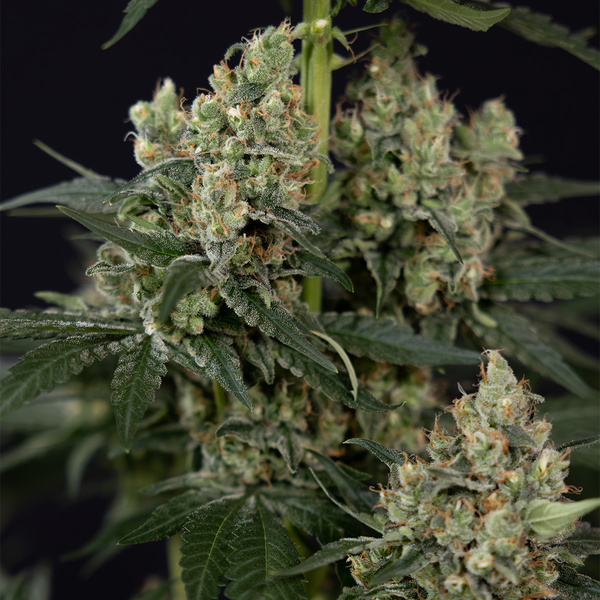 Permanent Marker (Zamnesia Seeds) Feminized