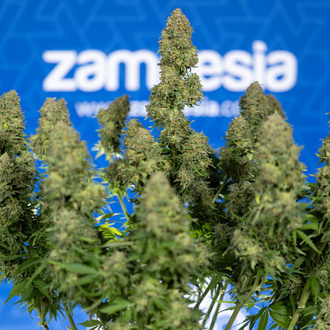 Ghost Train Haze Automatic (Zamnesia Seeds) Feminized