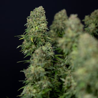 Ghost Train Haze Automatic (Zamnesia Seeds) Feminized