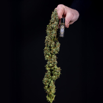 Ghost Train Haze Automatic (Zamnesia Seeds) Feminized