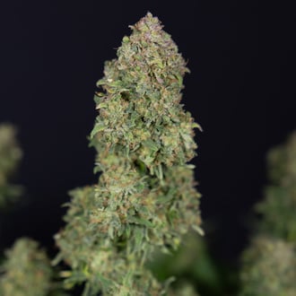 Ghost Train Haze Automatic (Zamnesia Seeds) Feminized