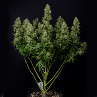 Ghost Train Haze Automatic (Zamnesia Seeds) Feminized