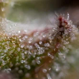 Ghost Train Haze Automatic (Zamnesia Seeds) Feminized