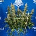 Ghost Train Haze Automatic (Zamnesia Seeds) Feminized