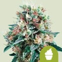 Royal Creamatic (Royal Queen Seeds) feminized